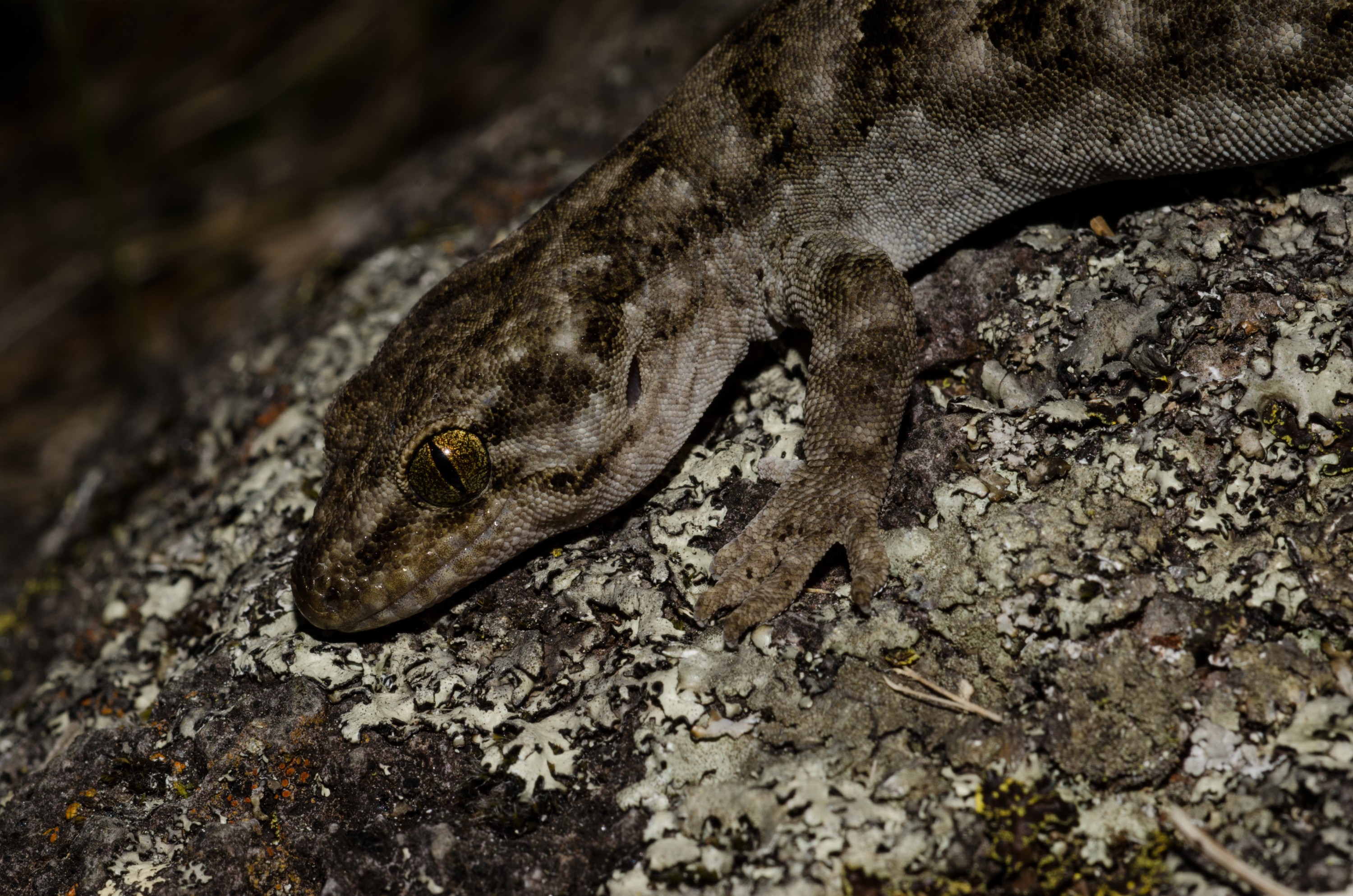 DSC_3516 – Canterbury, Brown, Gecko, Woodworthia, brunneus, banks, peninsula, Crispin, reptiles, amphibians, rare, cold, blood, new, new zealand, zealand, nz